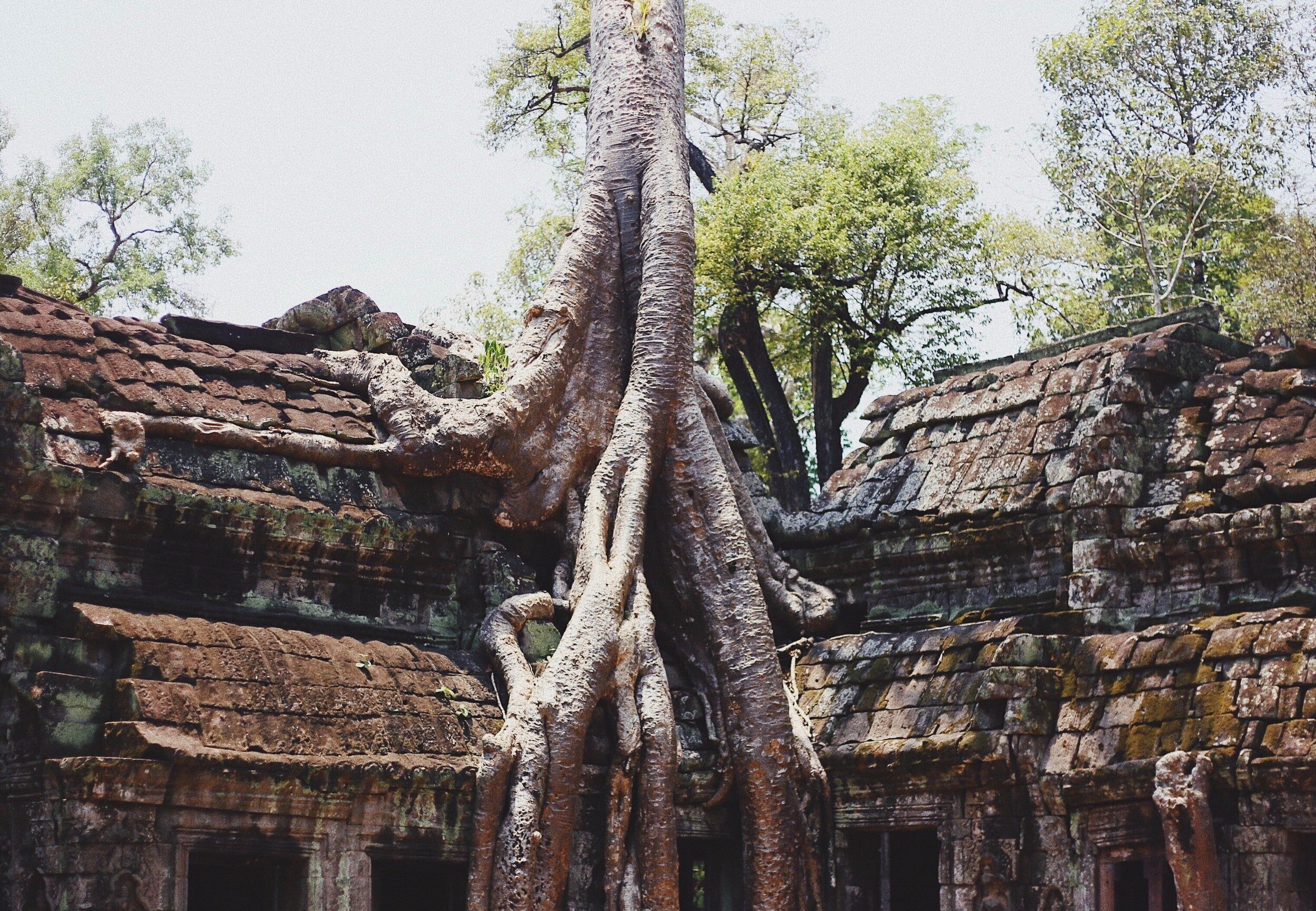 Like root structures of trees, we aim to build flexible foundations for our clientÕs operating models as they first enter and then grow to scale in multiple countries.